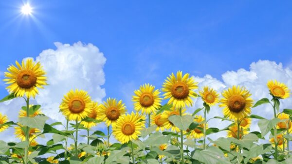 夏に抜け毛が増えるのは本当？その原因と対策を徹底解説