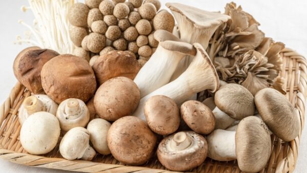 きのこは髪に良い？発毛を支える栄養と食べ方