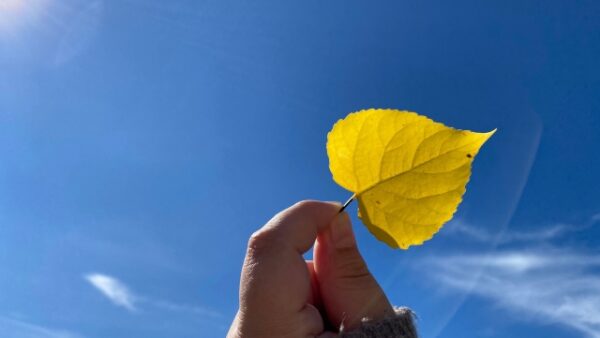 季節の変わり目は要注意！抜け毛が増える理由と発毛ケアのポイント